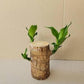 Brazilian Lucky Wood Plant – Mini Indoor Bonsai Style Home Decoration for Positive Energy & Air Purification - My Store
