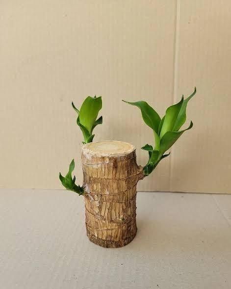 Brazilian Lucky Wood Plant – Mini Indoor Bonsai Style Home Decoration for Positive Energy & Air Purification - My Store
