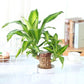 Brazilian Lucky Wood Plant – Mini Indoor Bonsai Style Home Decoration for Positive Energy & Air Purification - My Store