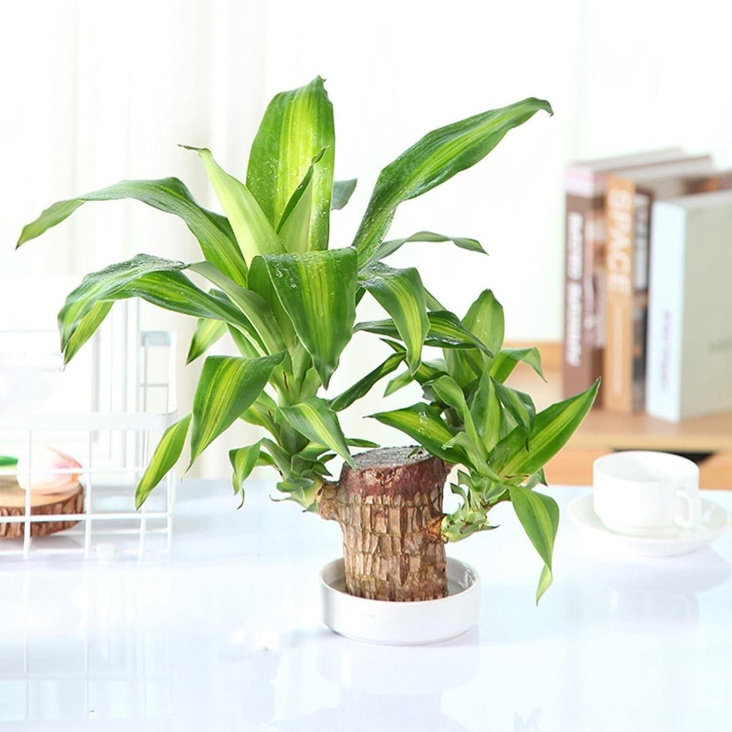 Brazilian Lucky Wood Plant – Mini Indoor Bonsai Style Home Decoration for Positive Energy & Air Purification - My Store