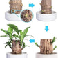 Brazilian Lucky Wood Plant – Mini Indoor Bonsai Style Home Decoration for Positive Energy & Air Purification - My Store