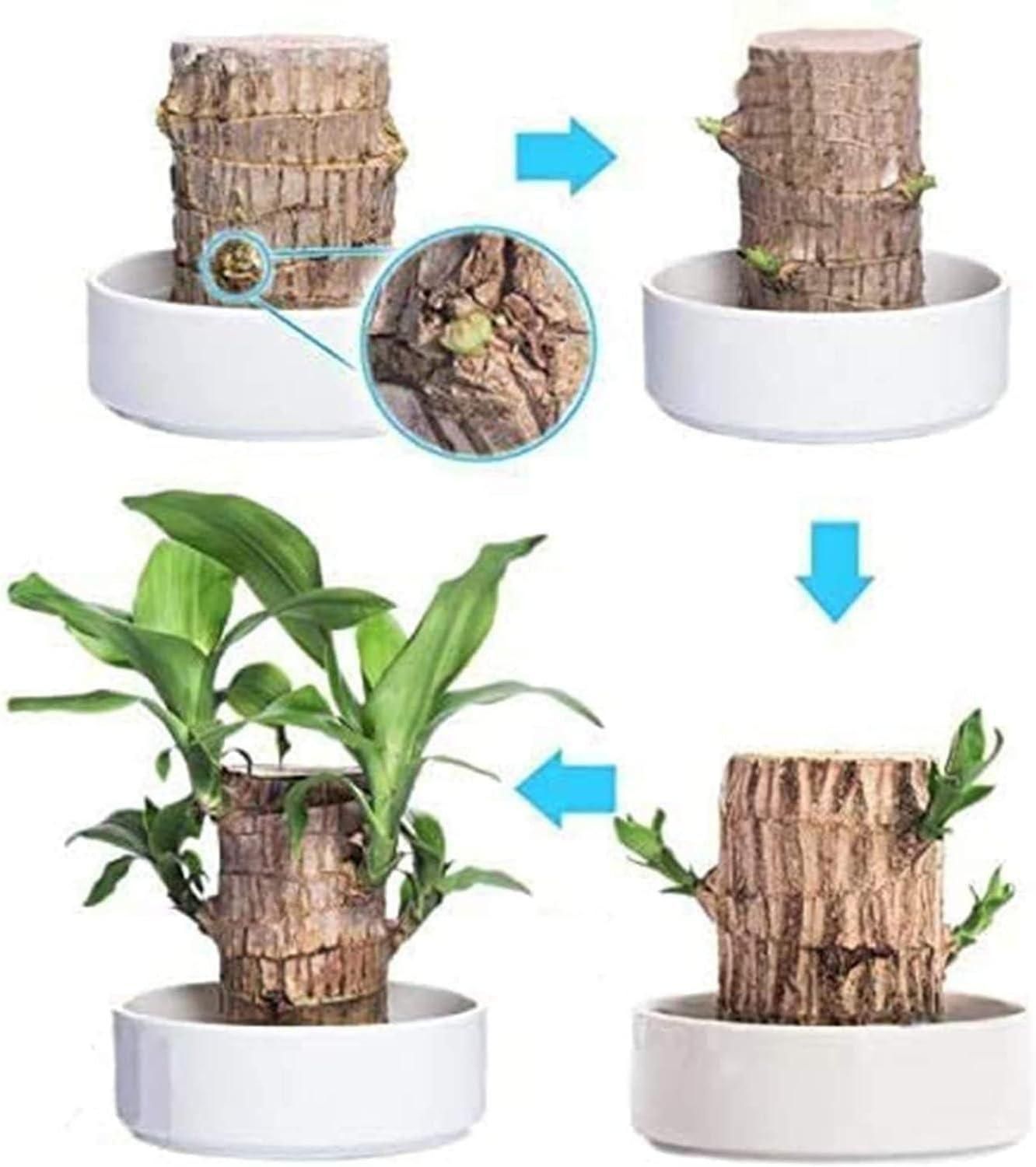 Brazilian Lucky Wood Plant – Mini Indoor Bonsai Style Home Decoration for Positive Energy & Air Purification - My Store
