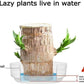 Brazilian Lucky Wood Plant – Mini Indoor Bonsai Style Home Decoration for Positive Energy & Air Purification - My Store