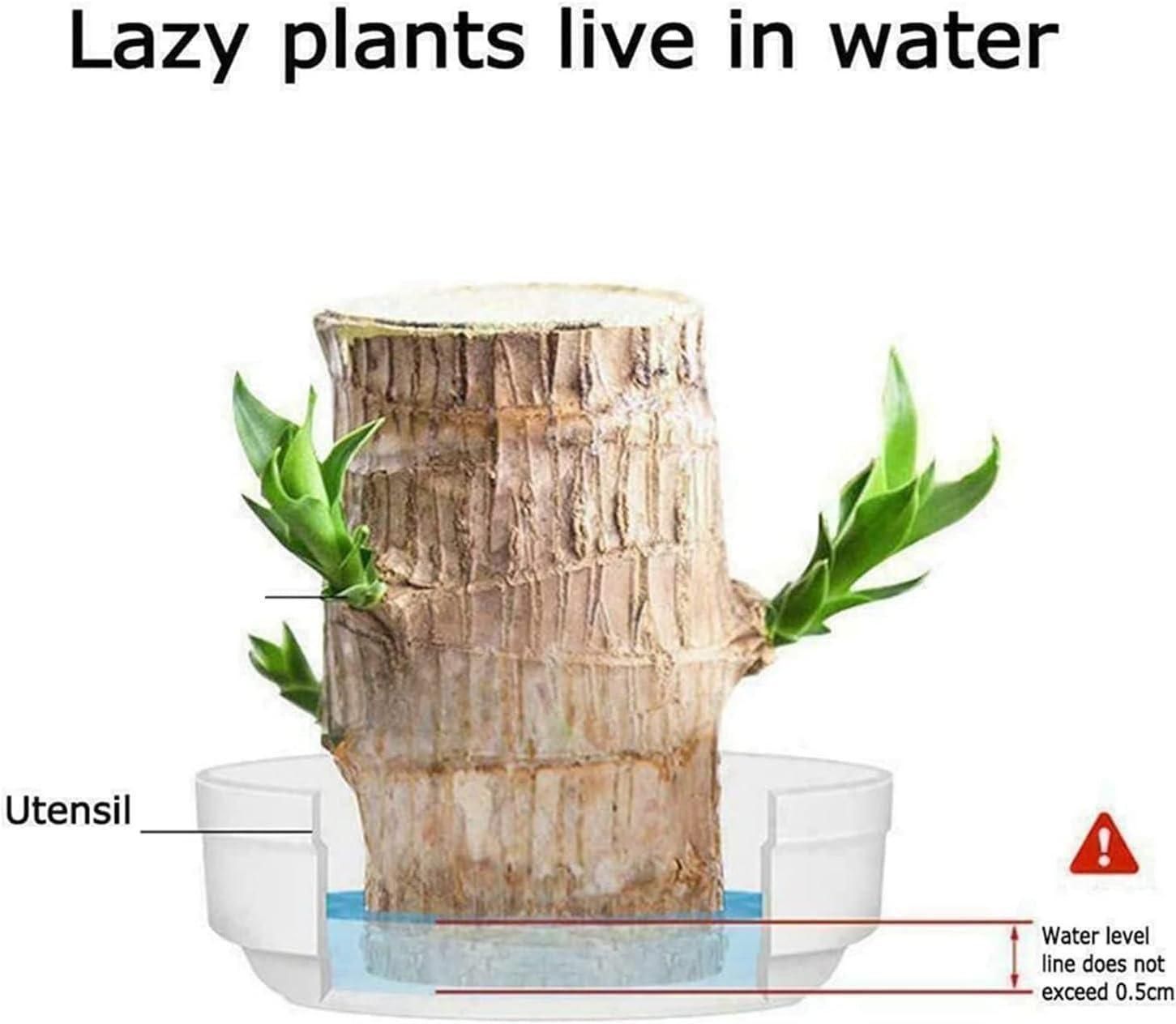 Brazilian Lucky Wood Plant – Mini Indoor Bonsai Style Home Decoration for Positive Energy & Air Purification - My Store