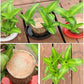 Brazilian Lucky Wood Plant – Mini Indoor Bonsai Style Home Decoration for Positive Energy & Air Purification - My Store