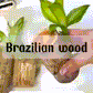 Brazilian Lucky Wood Plant – Mini Indoor Bonsai Style Home Decoration for Positive Energy & Air Purification - My Store