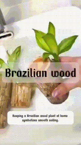 Brazilian Lucky Wood Plant – Mini Indoor Bonsai Style Home Decoration for Positive Energy & Air Purification - My Store